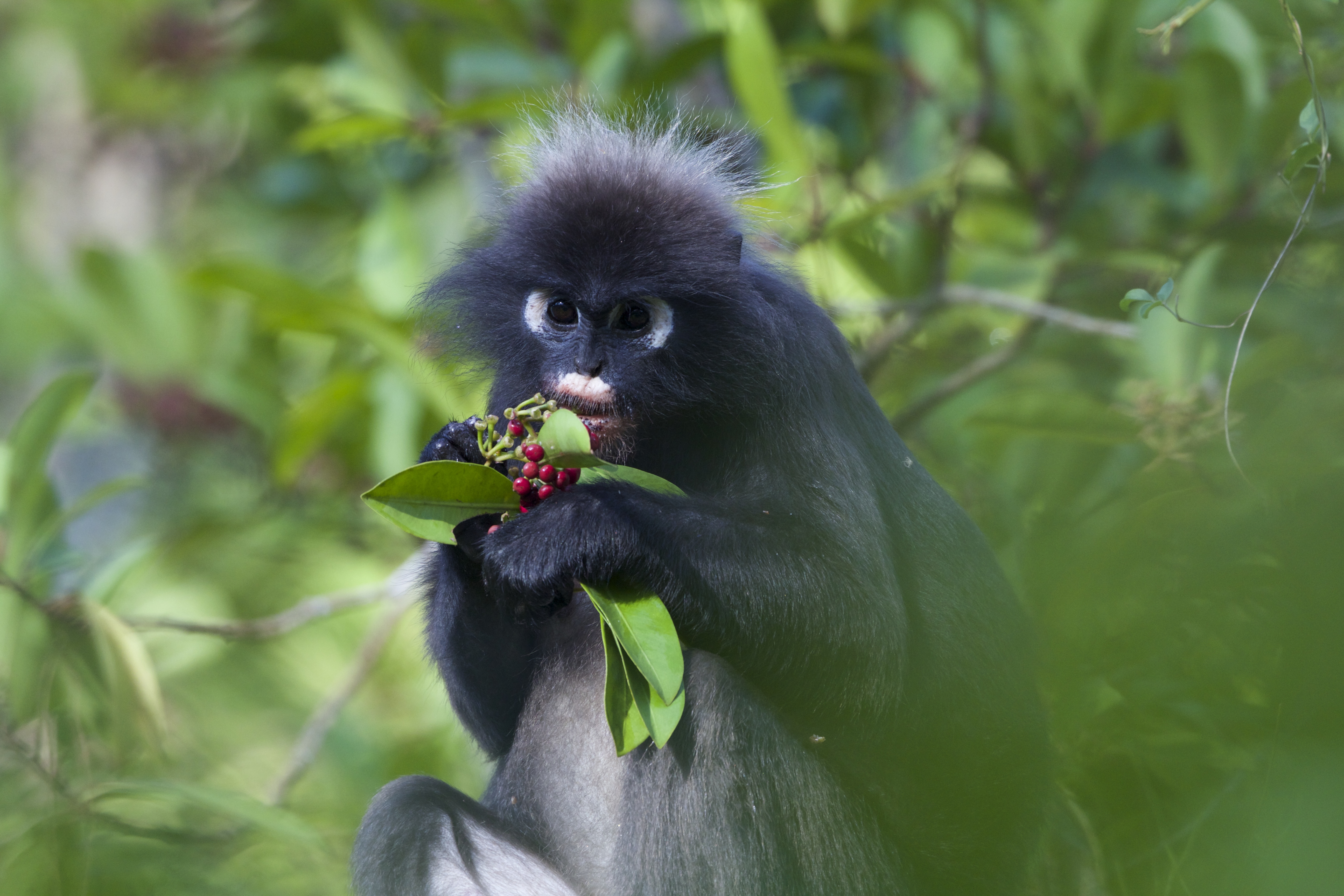 Dusky Langur at Datai Bay